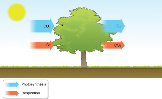 Plant Photosynthesis and Respiration 1 - Why Feng Shui Doesn’t Like Plants in Bedroom – Backed by Science