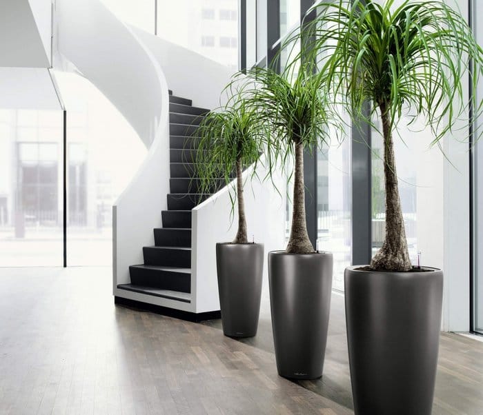 amazing Modern Indoor Pots for plants 2014 - A Simple Guide to Feng Shui Indoor Plants