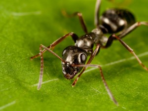 ant up close itch 300x225 - Is Bedroom on Top of Garage Bad Feng Shui?