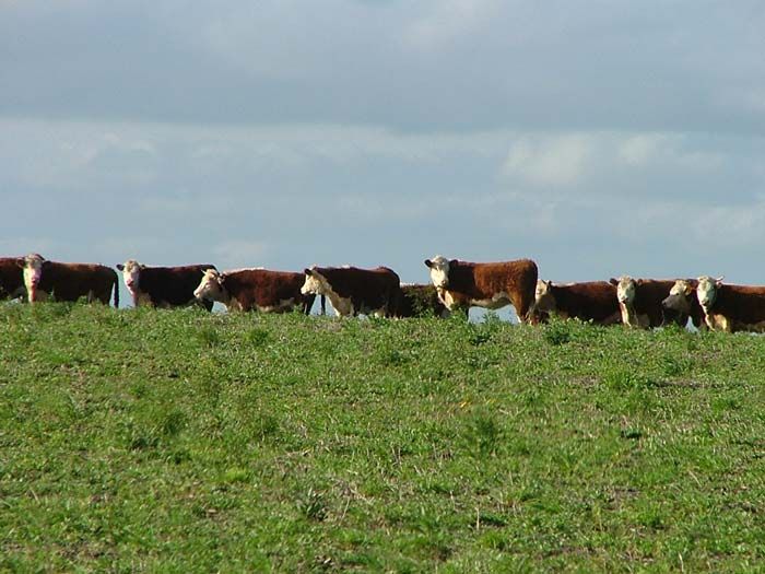 Cattle align north south grazing - Why the Eight Cardinal Directions Are a Big Deal in Feng Shui