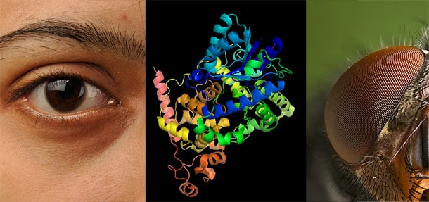 Cryptochrome human eye mutant flies experiment magnetism min - Why the Eight Cardinal Directions Are a Big Deal in Feng Shui