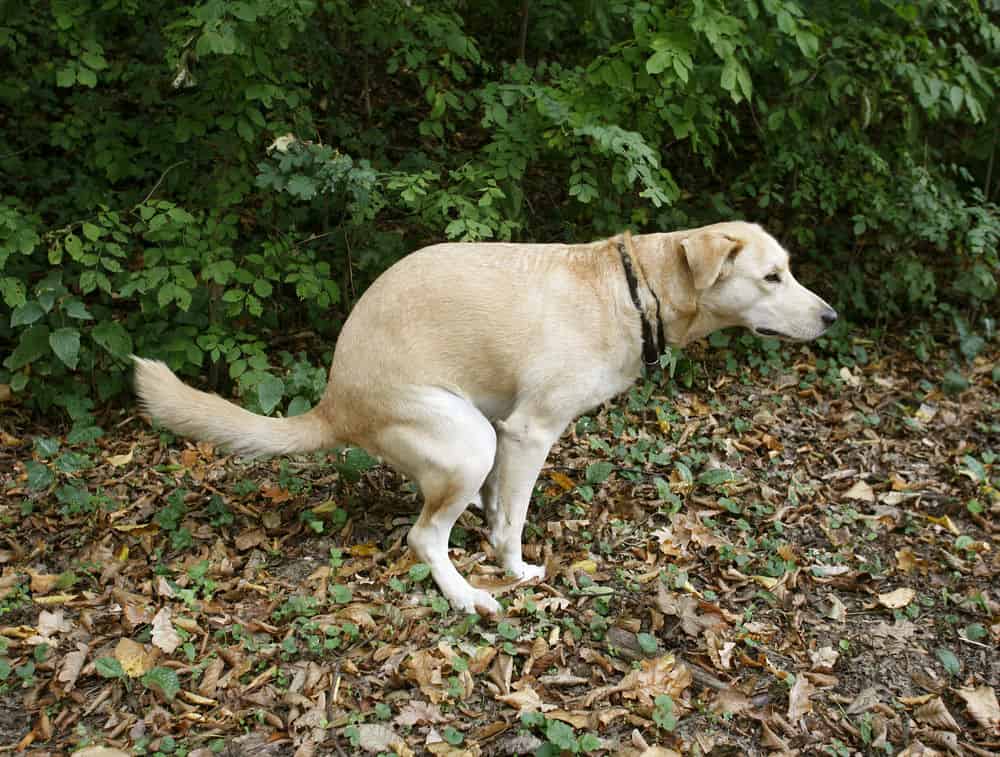 dogs poop along north south magnetic lines min - Why the Eight Cardinal Directions Are a Big Deal in Feng Shui