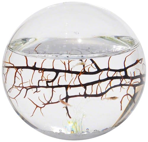 EcoSphere Closed Aquatic Ecosystem - Benefits of Keeping a Fish Tank and the Science and Feng Shui Behind It