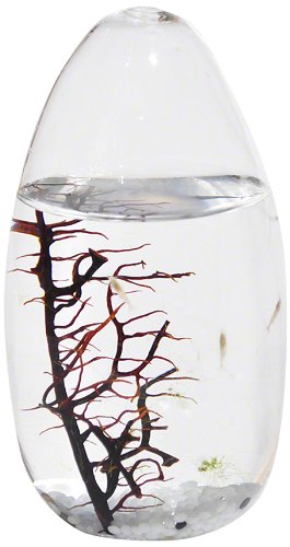 Ecosphere Small Pod - Benefits of Keeping a Fish Tank and the Science and Feng Shui Behind It