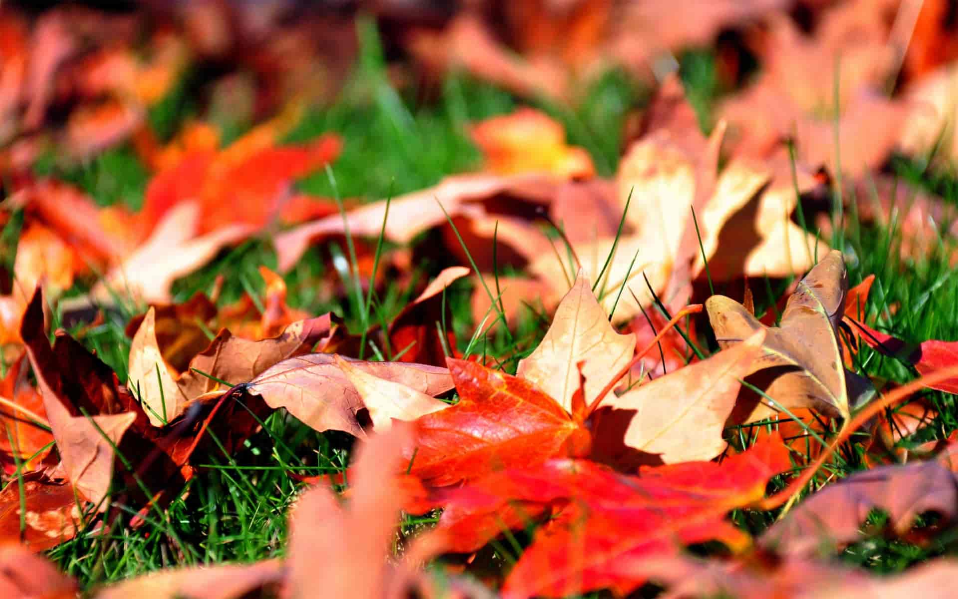 fallen leaves wallpaper nature clutter