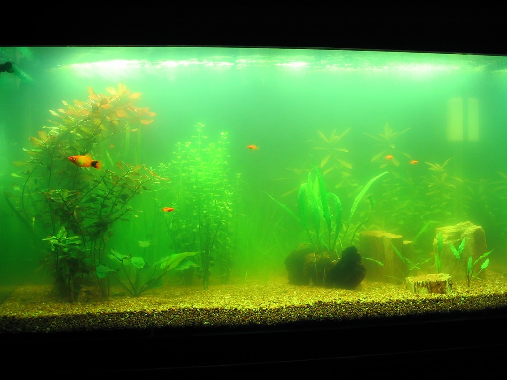 green aquarium water free floating algae 1024x768 - Benefits of Keeping a Fish Tank and the Science and Feng Shui Behind It