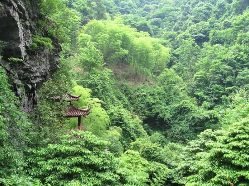 high bamboo forests of central china - Can Feng Shui Help Us Become Rich?