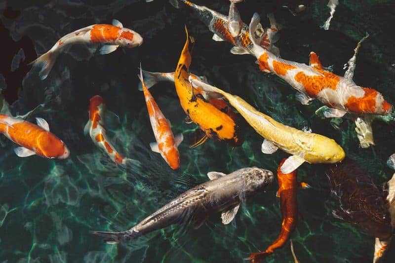 koi fish feng shui auspicious number of fish min - The Cosmic Trinity and Limitations of Feng Shui’s Influence Over You