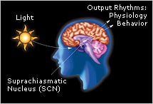 Light affecting sleep through eyes by Harvard - A Guide to Feng Shui Yin-Yang Theory with 10 Applications Backed by Science