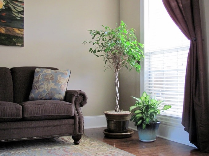 living room suitable large potted plants feng shui min - 27 Feng Shui Living Room Tips & Rules: Location, Design, Furniture, and Items