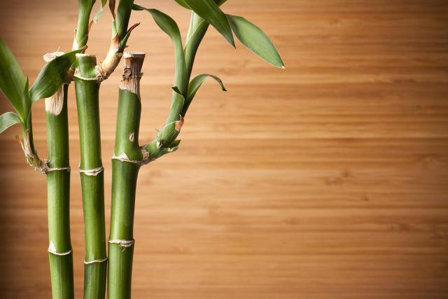 lucky bamboo straight wood background - 20 Advantages and Benefits of Using Feng Shui