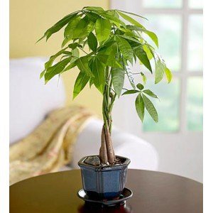 money tree by desk helps improve your productivity 1 - 21 Productivity Lessons I Learned from Feng Shui Principles