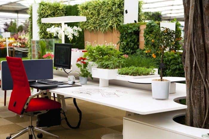 office plants improves productivity - A Simple Guide to Feng Shui Indoor Plants