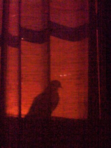 Pigeon shadow right outside window at night 225x300 - Why Sleeping with Head Under Window is Bad Feng Shui