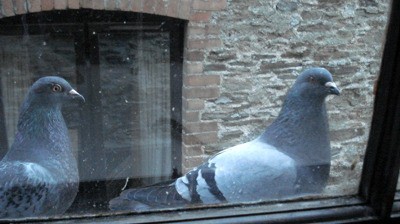 pigeons by window - 33 Bedroom Feng Shui Tips to Improve Your Sleep