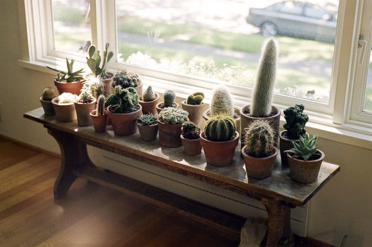 Potted cactus indoor plants by window - A Simple Guide to Feng Shui Indoor Plants