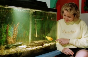 Purdue study Fish tank pacify Alzheimers 300x196 - Benefits of Keeping a Fish Tank and the Science and Feng Shui Behind It