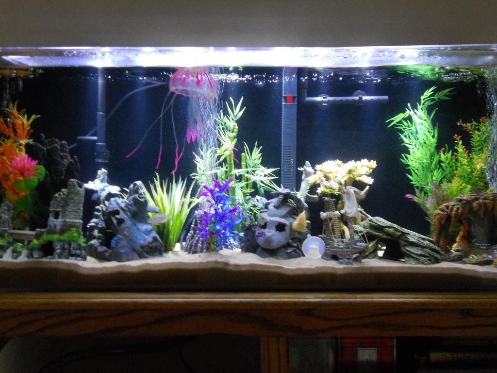 Rectangular aquariums suitable for feng shui 1024x768 - Benefits of Keeping a Fish Tank and the Science and Feng Shui Behind It