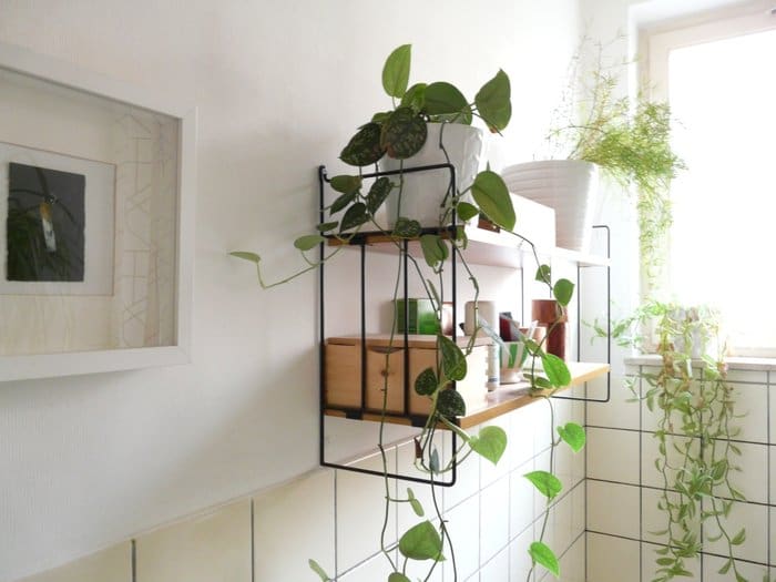 restroom plants on shelf for feng shui - A Simple Guide to Feng Shui Indoor Plants