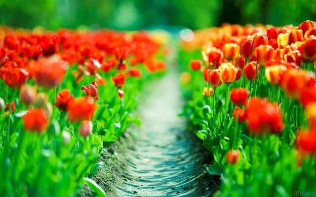 rsz 1tulips flowers field track red - 30 Feng Shui Products & Items: Meaning, Use, and Placement