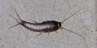 silverfish1 400 1 - 7 Tips to Minimize Your Bathroom’s Bad Feng Shui