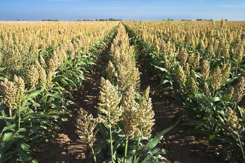 Sorghum 1 - Why Feng Shui Doesn’t Like Plants in Bedroom – Backed by Science