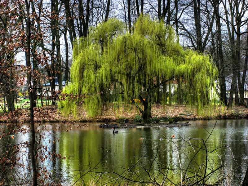 weeping willow tree by water - 3 Feng Shui Rules Related to Ghosts and the Supernatural