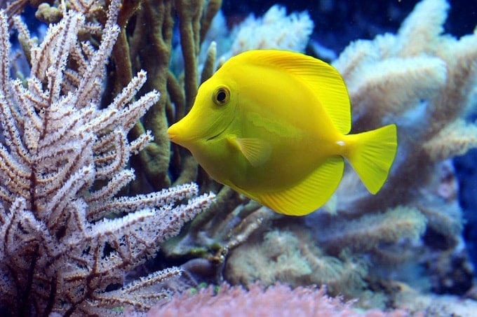 yellow fish aquarium feng shui min - How to Feng Shui Your Fish Aquarium for Abundance: 5 Factors to Consider