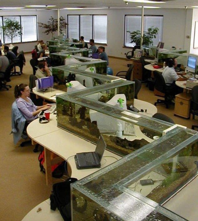 zig zag office aquarium also a desk divider - Benefits of Keeping a Fish Tank and the Science and Feng Shui Behind It