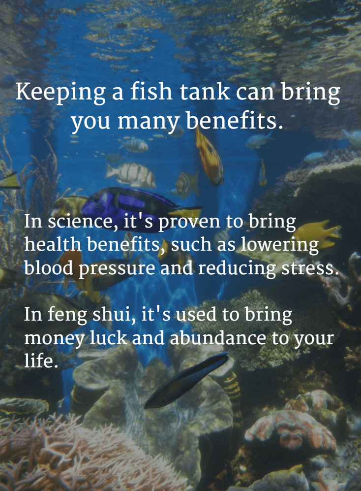 Fish tank science and feng shui benefits min min - Benefits of Keeping a Fish Tank and the Science and Feng Shui Behind It