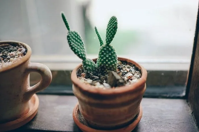 house plant cactus feng shui